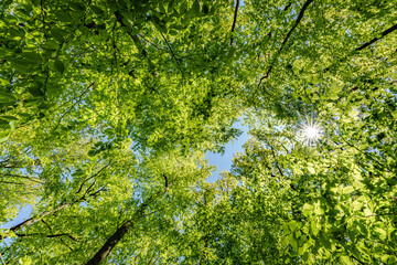 a view up into the trees direction sky - sustainability picture - stock photo - sunstar