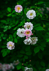 In the spring, I plunge into the embrace of rose flowers.