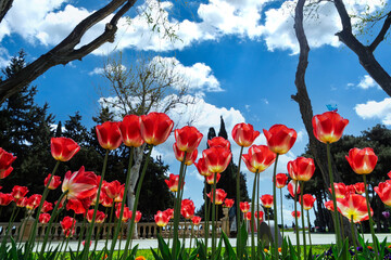 Beautiful fresh red tulips against blue sky with clouds. Nature park, spring and summer, beauty and care