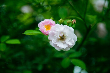 In the spring, I plunge into the embrace of rose flowers.