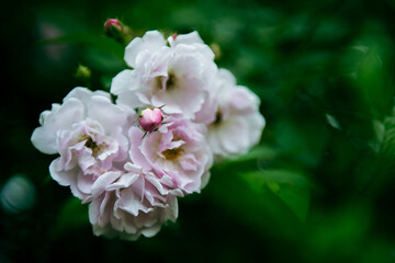 In the spring, I plunge into the embrace of rose flowers.