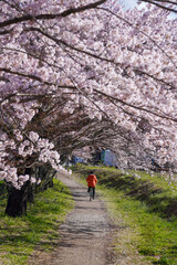 A cyclist is seen enjoying cycling under the beautiful full bloom of sakura trees in Lake Kawaguchi, Japan.