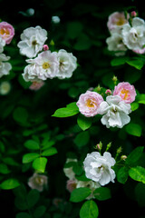 In the spring, I plunge into the embrace of rose flowers.