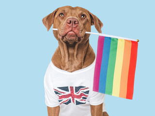 Lovable, pretty dog and Rainbow Flag. Closeup, indoors. Studio shot. Congratulations for family, loved ones, relatives, friends and colleagues. Pets care concept