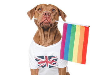 Lovable, pretty dog and Rainbow Flag. Closeup, indoors. Studio shot. Congratulations for family,...