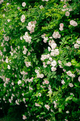 In the spring, I plunge into the embrace of rose flowers.