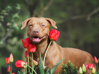 Cute dog sits near bright tulips. Clear, sunny day. Close-up, outdoor. Day light. Concept of care, education, obedience training and raising pets