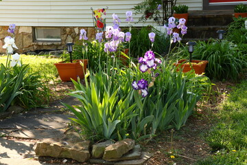 Purple Irises in Front Yard Garden © Loraine