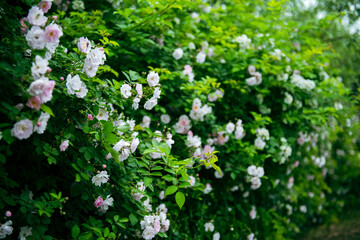 In the spring, I plunge into the embrace of rose flowers.