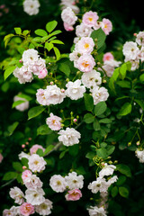 In the spring, I plunge into the embrace of rose flowers.