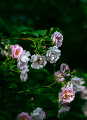 In the spring, I plunge into the embrace of rose flowers.