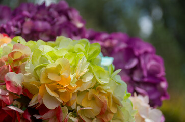 Fresh and colorful hydrangeas for holidays
