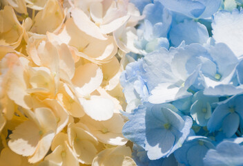Fresh and colorful hydrangeas for holidays