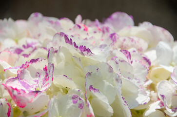 Fresh and colorful hydrangeas for holidays