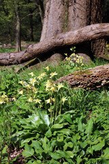 Yellow Fawn Lilies growing in woodland, Derbyshire England

