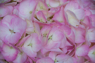 Fresh and colorful hydrangeas for holidays