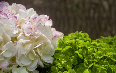 Fresh and colorful hydrangeas for holidays