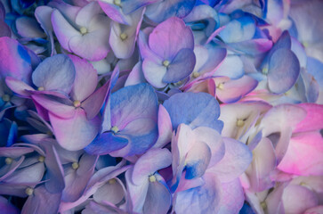 Fresh and colorful hydrangeas for holidays