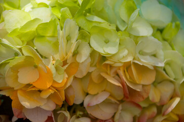 Fresh and colorful hydrangeas for holidays