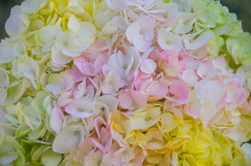 Fresh and colorful hydrangeas for holidays