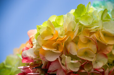 Fresh and colorful hydrangeas for holidays