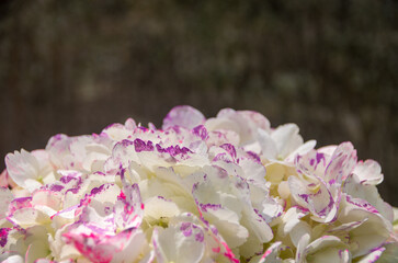 Fresh and colorful hydrangeas for holidays