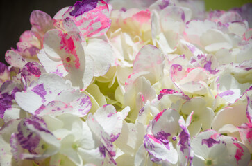 Fresh and colorful hydrangeas for holidays
