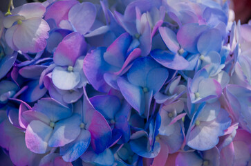 Fresh and colorful hydrangeas for holidays