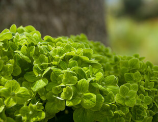 Fresh and colorful hydrangeas for holidays