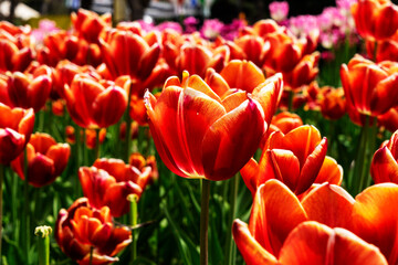 Red tulips flowers close up blooming in a park, flower bed outdoor. World Tulip Day. Tulips field,...
