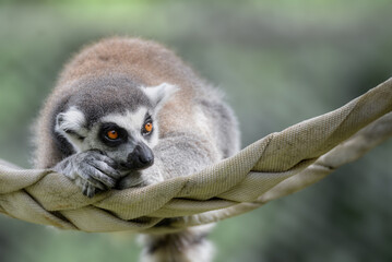 Fototapeta premium A close up of a tired Lemur resting on a rope with Isolated background 