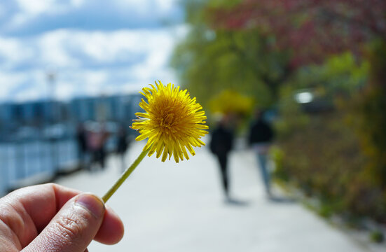 Cropped hand holding a yellow flower