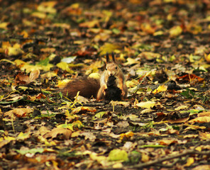 Squirrel in autumn.