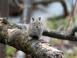 Chipmunk in the forest on a tree branch. Close-up