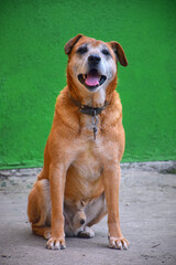 studio headshot portrait of brown white and black medium mixed breed dog smiling against a green
