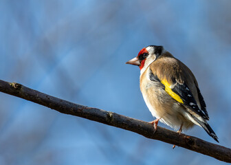 European Goldfinch (Carduelis carduelis) - Tiny Treat with a Bright Beak