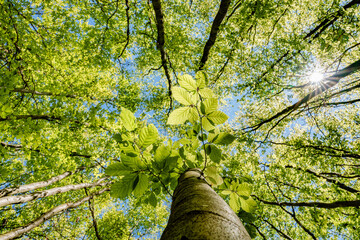 a view up into the trees direction sky - sustainability picture - stock photo - sunstar