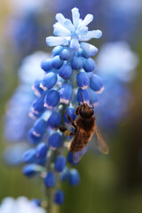 Beautiful blue muscari close-up. Natural background
