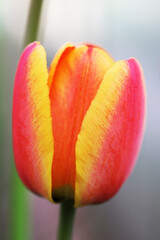 Beautiful tulips close up. Nature background