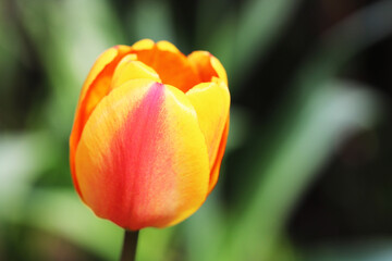 Beautiful tulips close up. Nature background