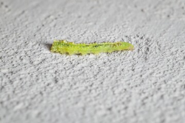 little caterpillar Winter Mothson the wall