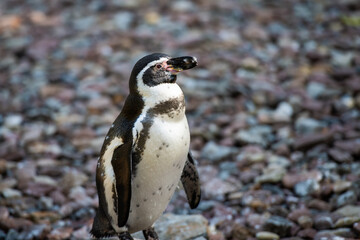 Pinguin in der Wildness in Südafrika