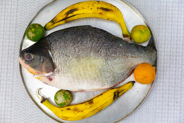Fresh tropical fish Tambaqui (Colossoma macropomum) typical Brazilian freshwater fish from the Amazon and Pantanal.