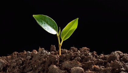 Young plant sprouting in soil