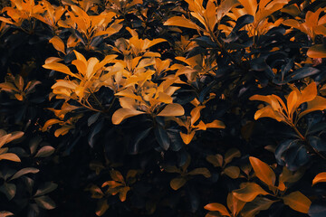 Foliage pattern 