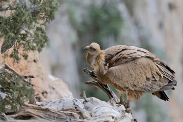 Griffon Vulture (Gyps fulvus), Crete