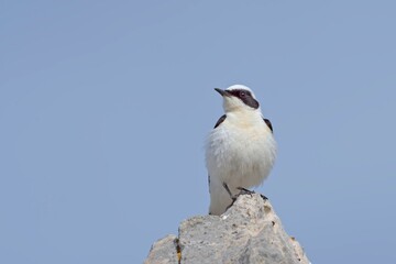 Black-eared Wheatear (Oenanthe melanoleuca), Crete
