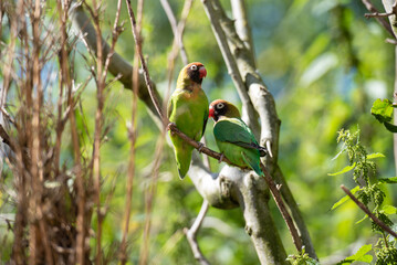 Die Unzertrennlichen, Papageien-Paar in der Wildness in Afrika