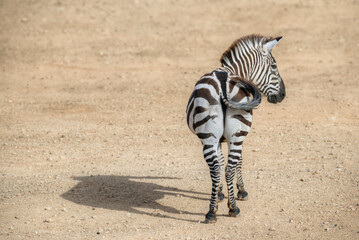 A photo of an Isolated Zebra standing with the back to the camera and it shadow on the side 
