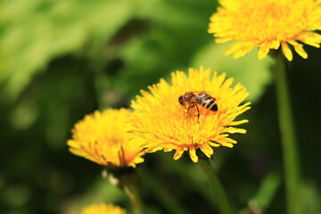 Bee on a dandelion flower, close-up. Yellow dandelion flowers in a clearing, pollination of flowers by insects. Natural spring background with bright flowers, selective focus. Dandelion close up